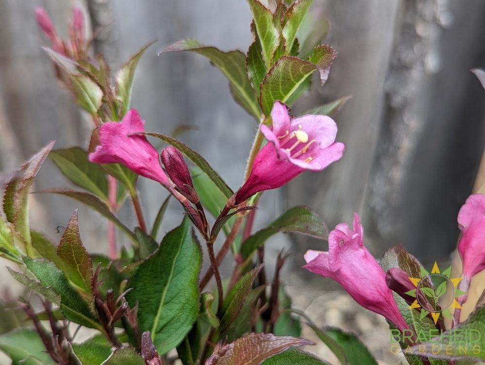 Minuet Weigela