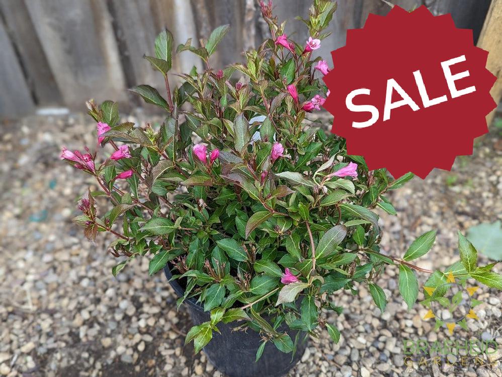 Minuet Weigela