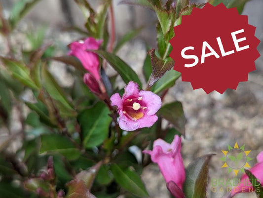 Minuet Weigela