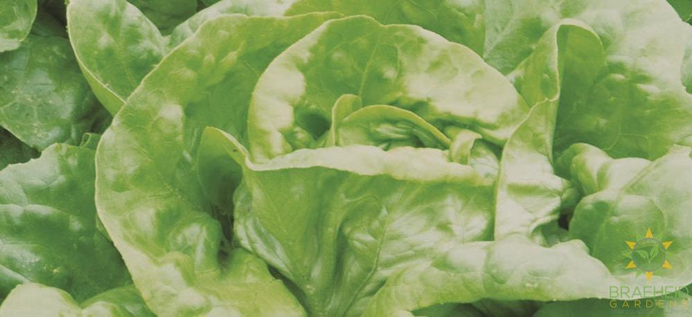 Butterhead Lettuce (Mirla Lettuce)