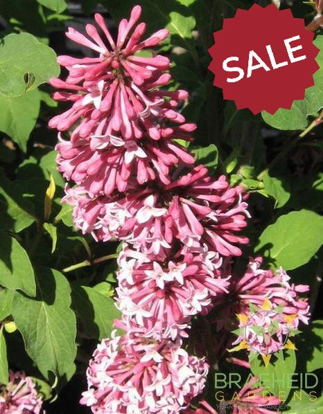 Miss Canada Lilac