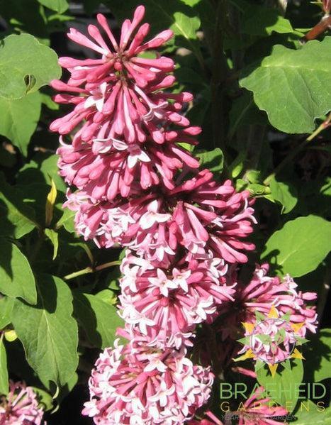 Miss Canada Lilac