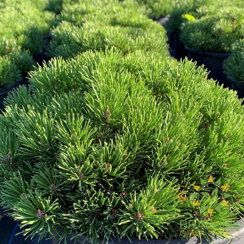 Mitsch Mini Mugo Pine