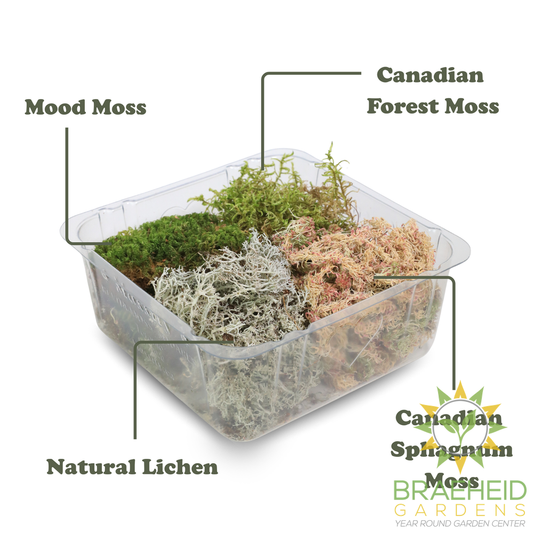 Revita-Moss™ Mixed Pack