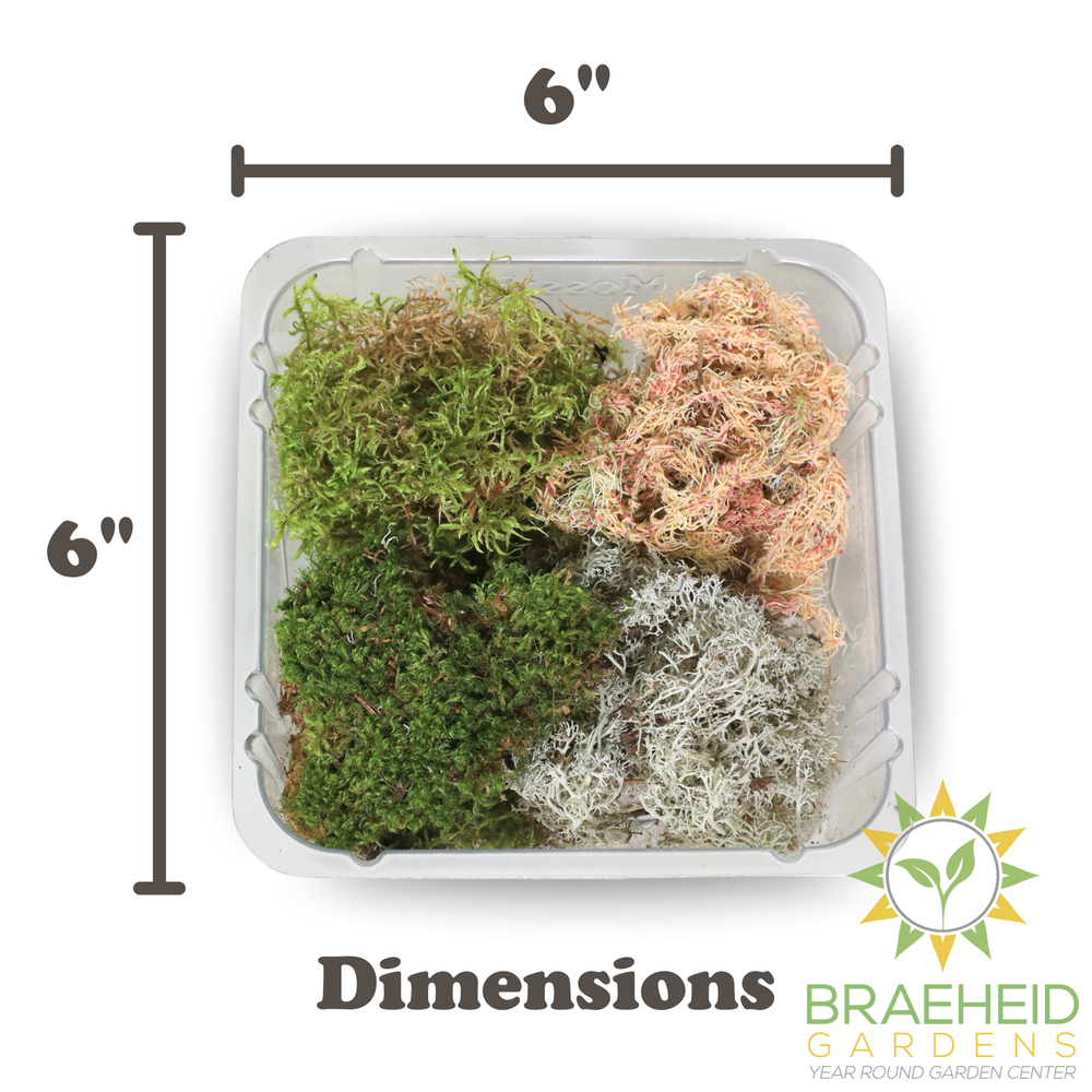 Revita-Moss Mixed Pack