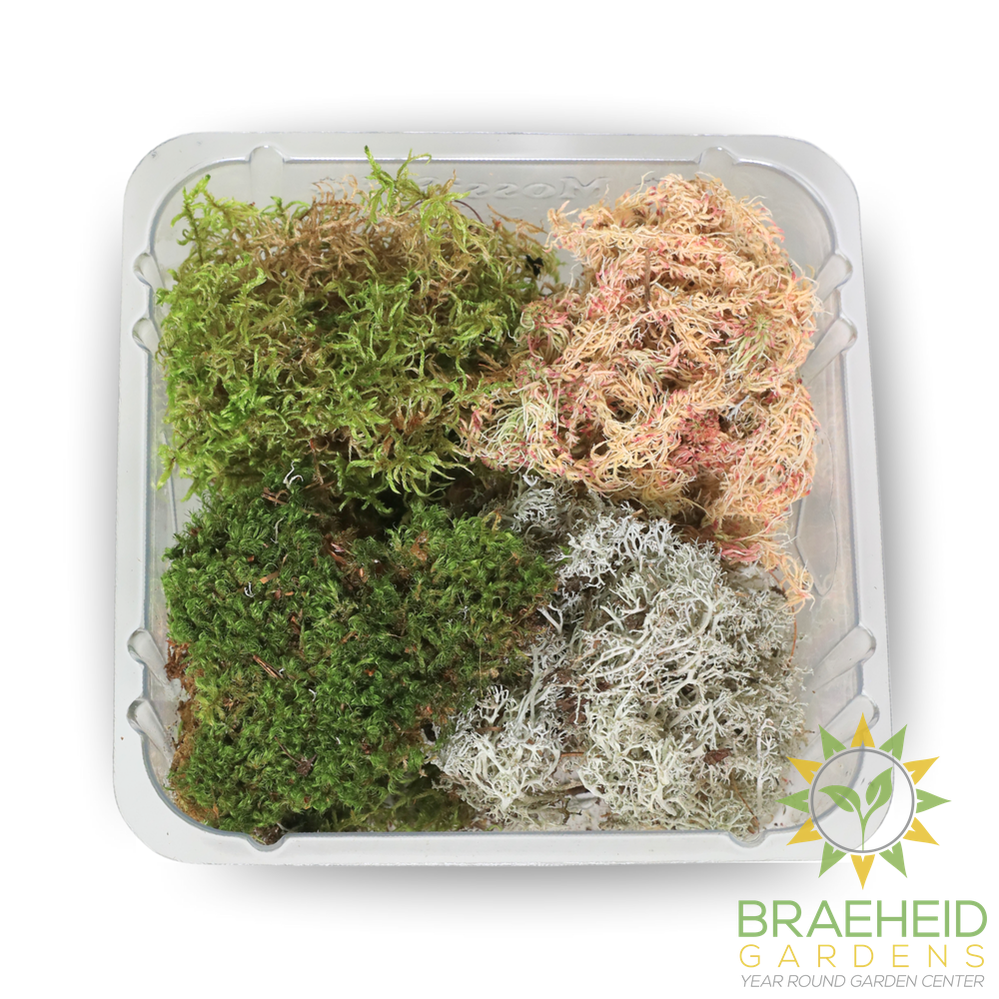 Revita-Moss™ Mixed Pack