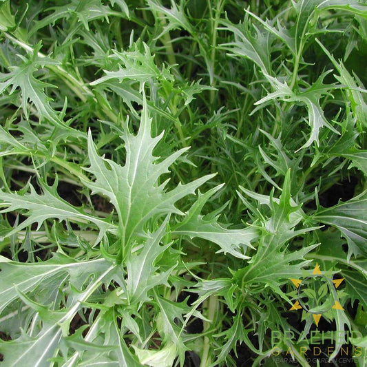 Mizuna Greens