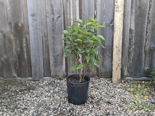 Mme. Lemoine French Lilac