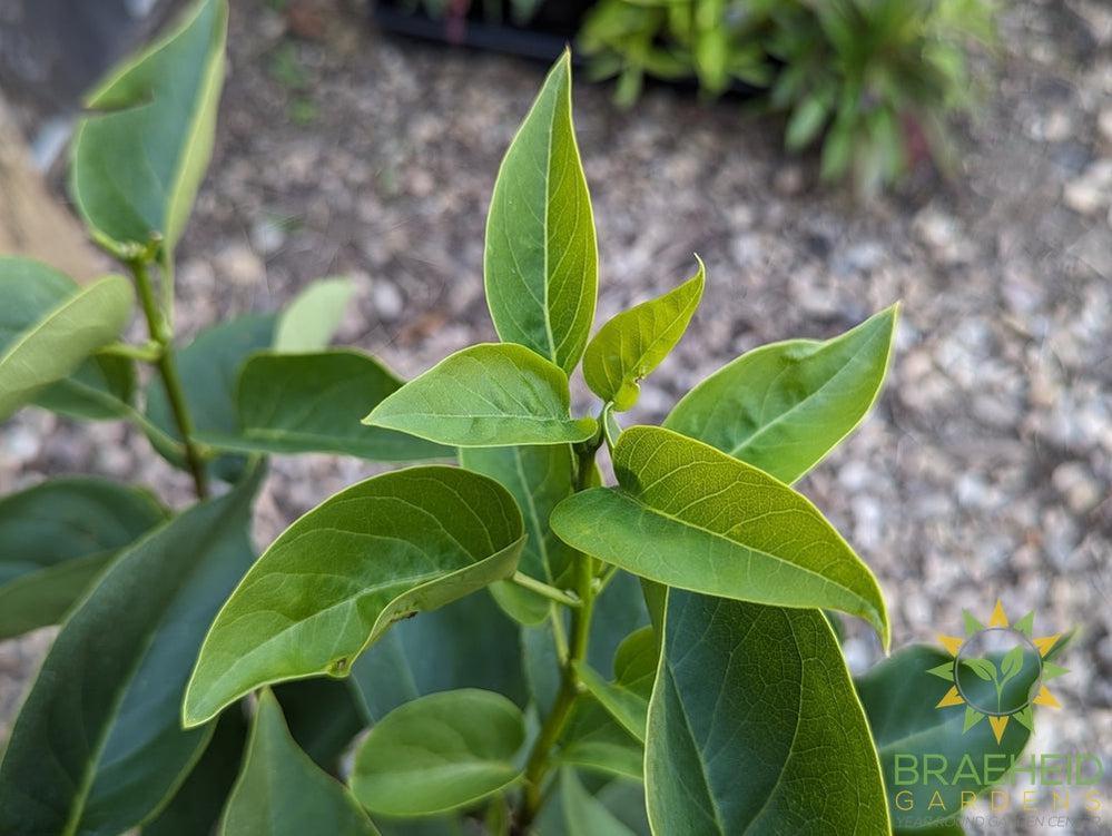 Mme. Lemoine French Lilac