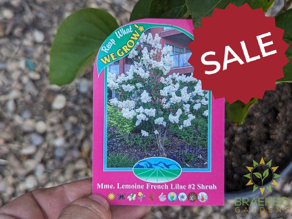 Mme. Lemoine French Lilac