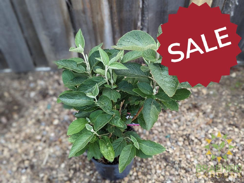 Mohican Wayfaring Tree