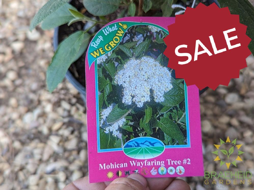 Mohican Wayfaring Tree