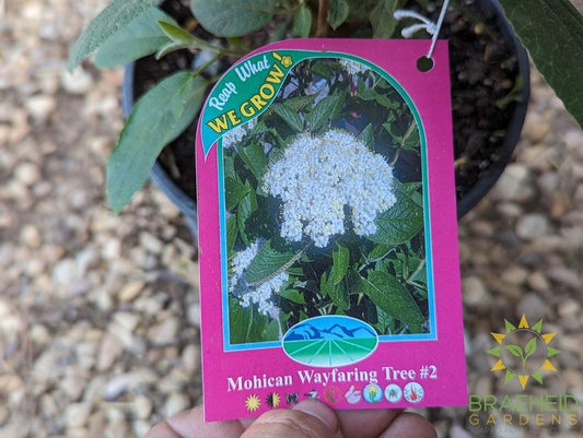 Mohican Wayfaring Tree