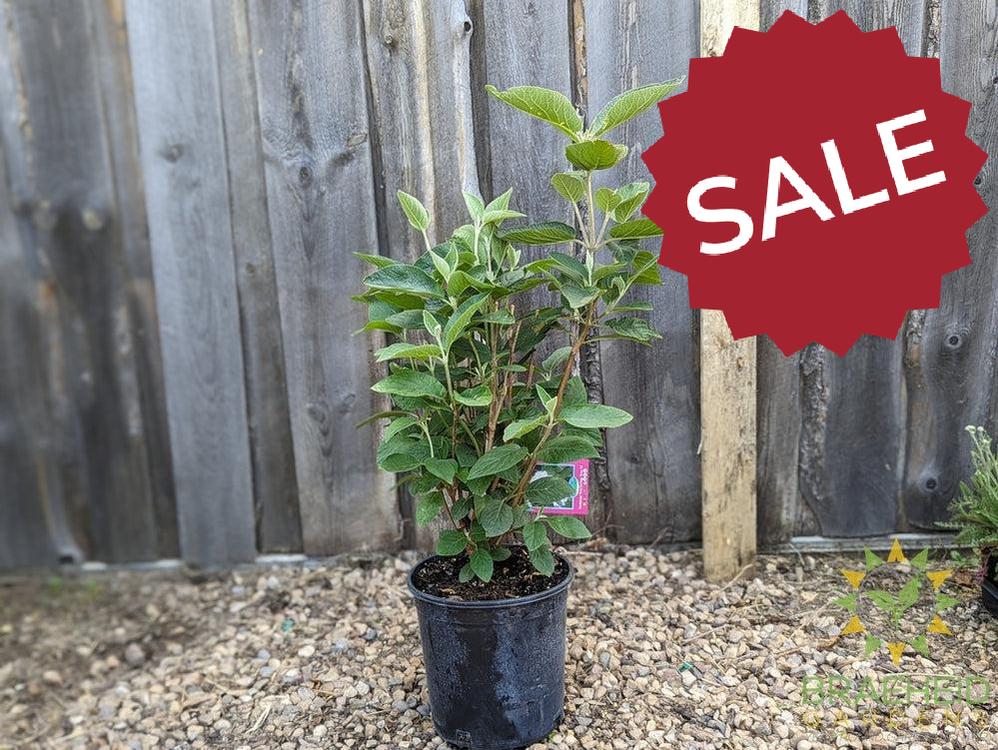 Mohican Wayfaring Tree