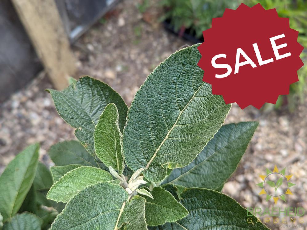 Mohican Wayfaring Tree