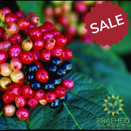 Mohican Wayfaring Tree