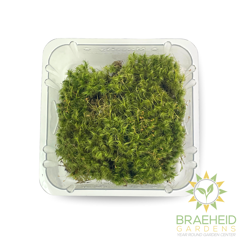 Mood Moss - Revita-Moss (Dicranum)