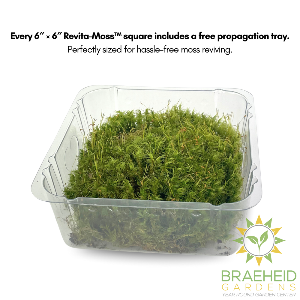 Mood Moss - Revita-Moss (Dicranum)