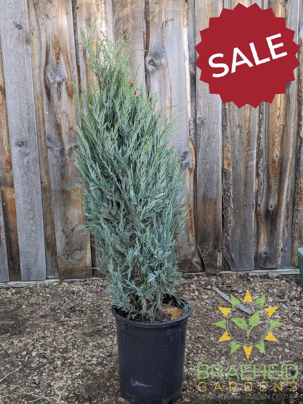 Moonglow Juniper