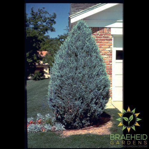 Moonglow Juniper