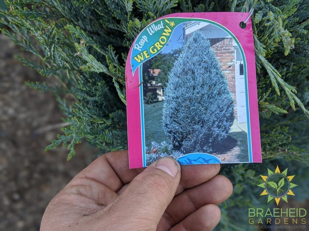 Moonglow Juniper