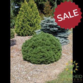 Mops Mugo Pine