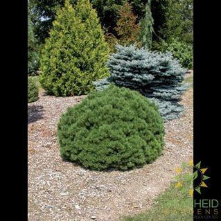 Mops Mugo Pine