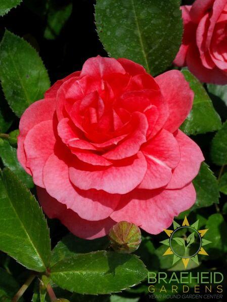 Morden Belle Rose