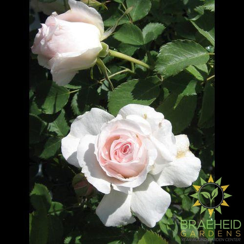 Morden Blush Rose – Creekside Home and Garden