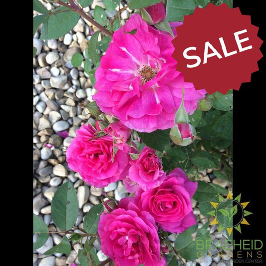 Morden Centennial Rose