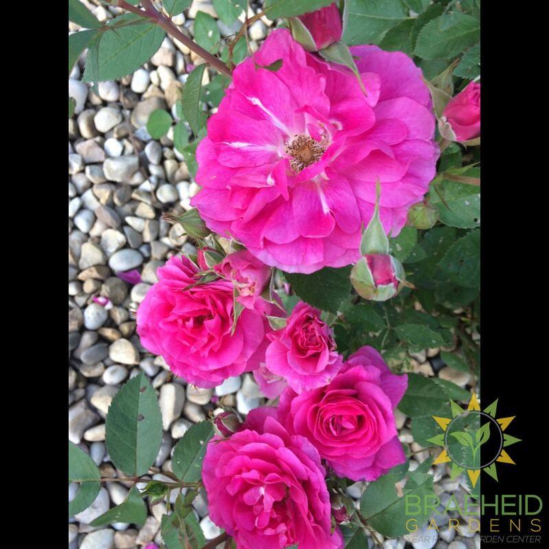 Morden Centennial Rose