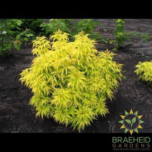 Morden Golden Glow Elder