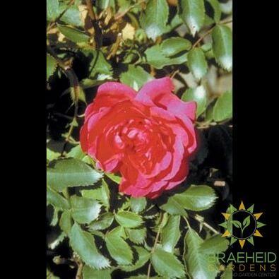 Morden Ruby Rose