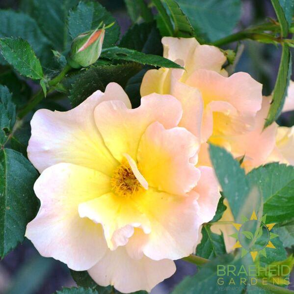 Morden Sunrise Rose