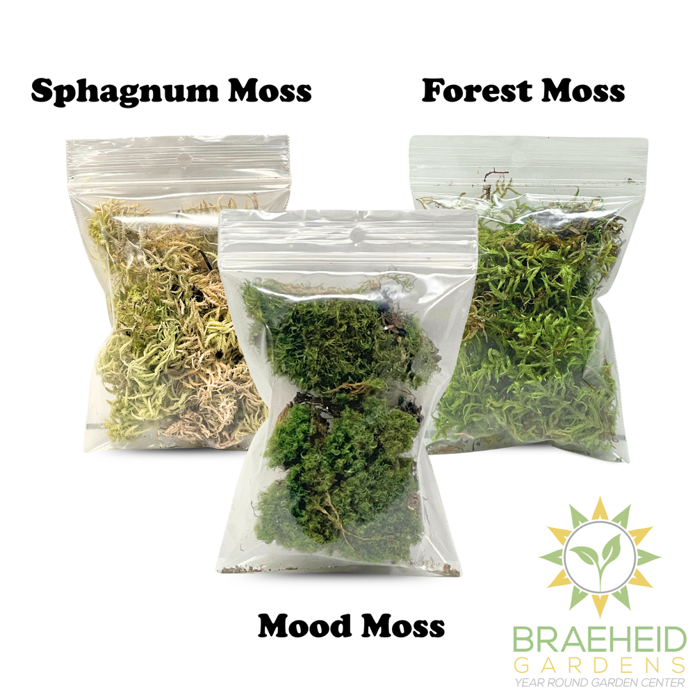 Mossify Terrarium Kit