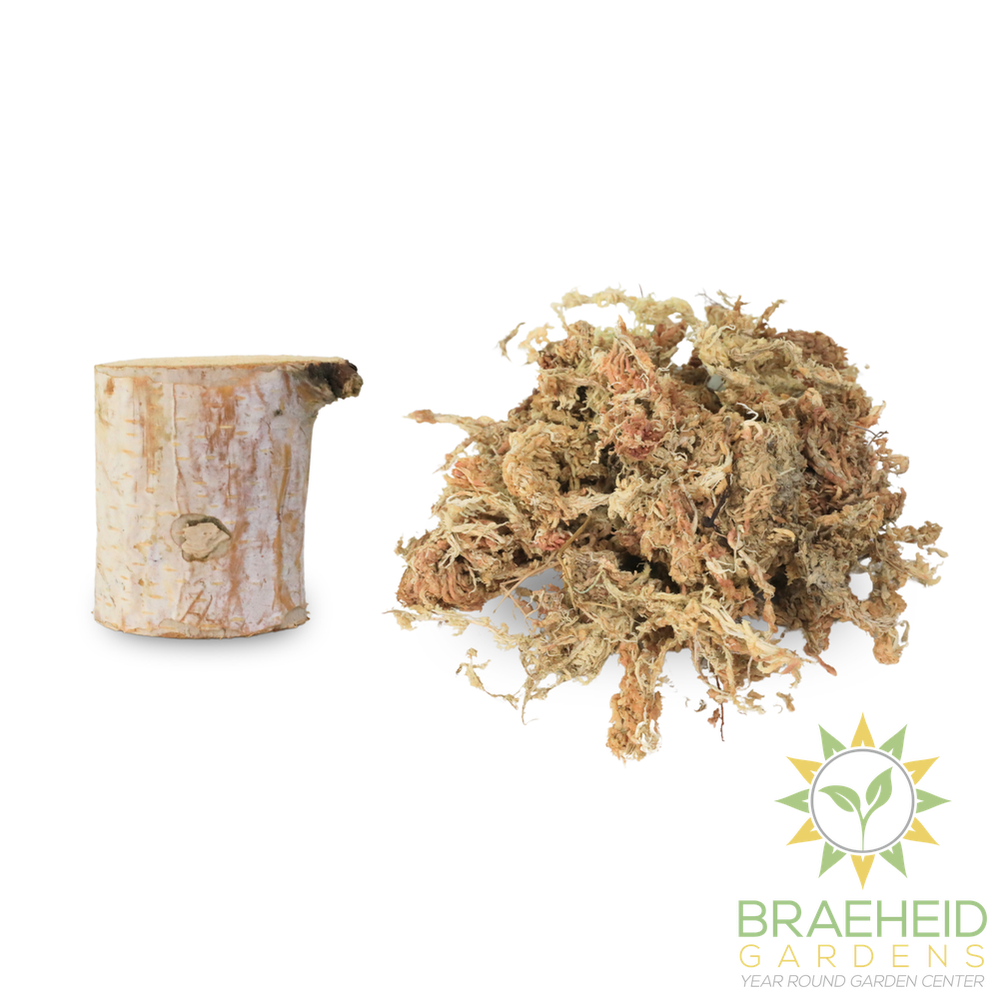 Mossify Terrarium Kit