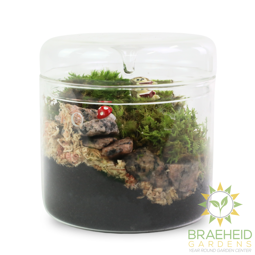 Mood Moss - Revita-Moss (Dicranum)