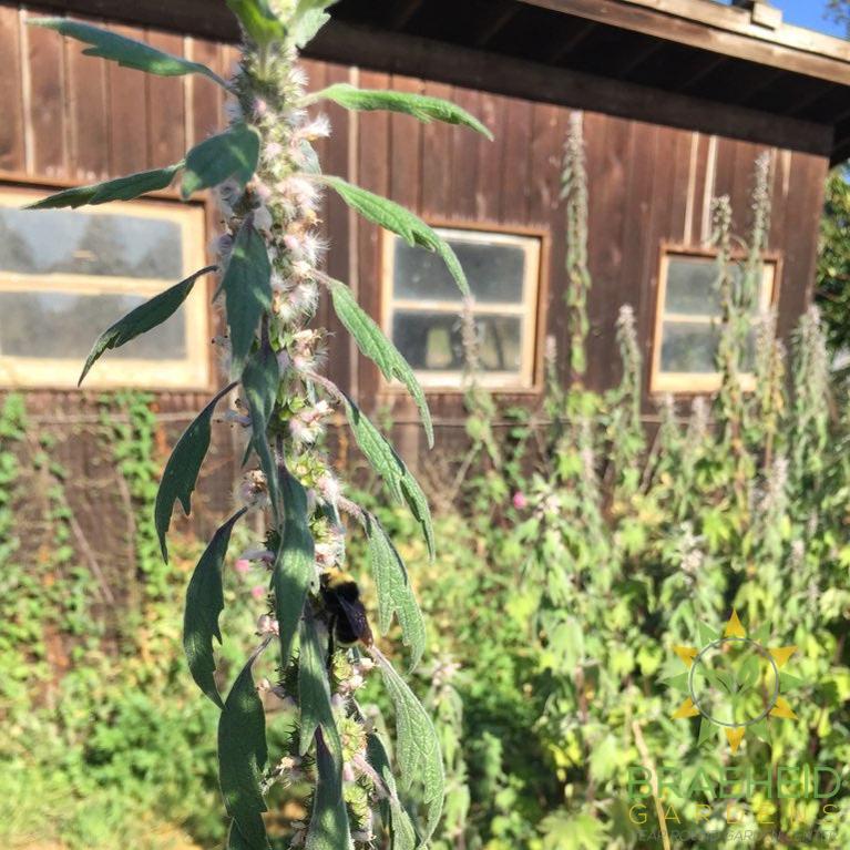Motherwort Rootstock