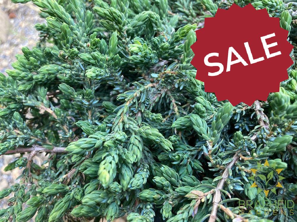 Mountain Juniper