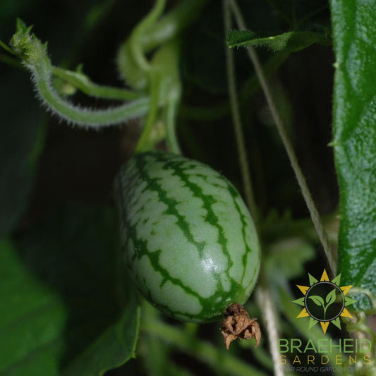 Mouse Melon Cucumber
