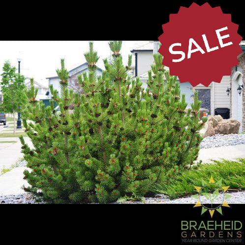 Mugo Pine
