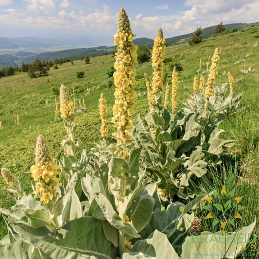 Mullein
