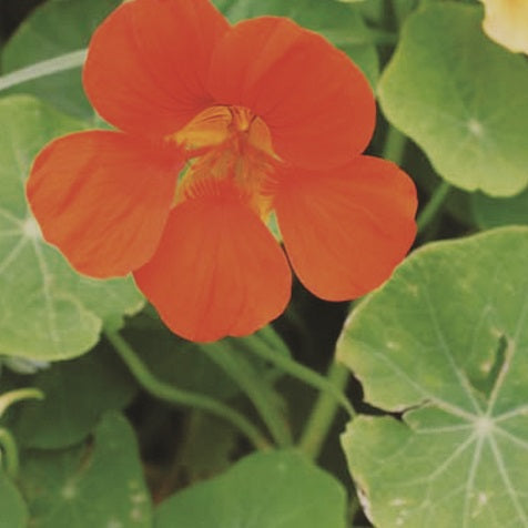 Nasturtium