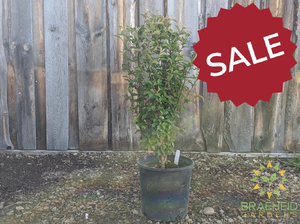 Nanking Cherry shrub