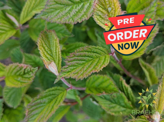 Nanking Cherry shrub