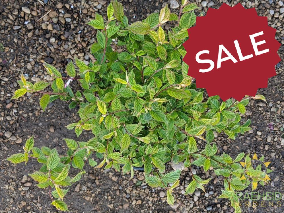 Nanking Cherry shrub