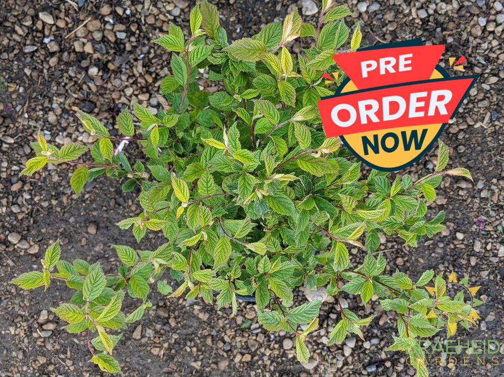 Nanking Cherry shrub