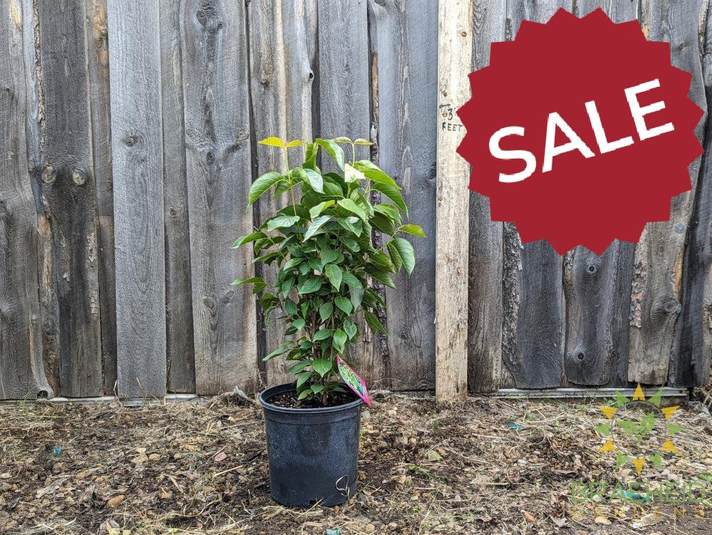 Buy Nannyberry an Edible Shrub in Grande Prairie Alberta - Braeheid Gardens Ltd.