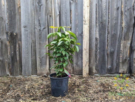 Buy Nannyberry an Edible Shrub in Grande Prairie Alberta - Braeheid Gardens Ltd.