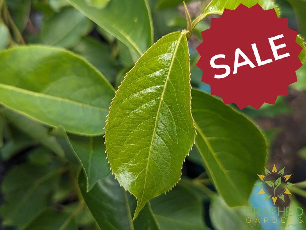 Buy Nannyberry an Edible Shrub in Grande Prairie Alberta - Braeheid Gardens Ltd.
